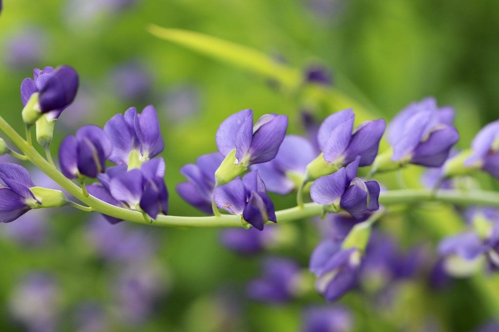 Indigo Plant, purple flowers 